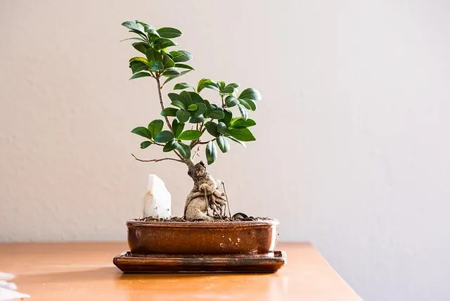 Comment choisir le meilleur objet connecté pour votre maison